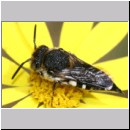 Coelioxys mandibularis - Kegelbiene 02b 8mm Teverener Heide.jpg